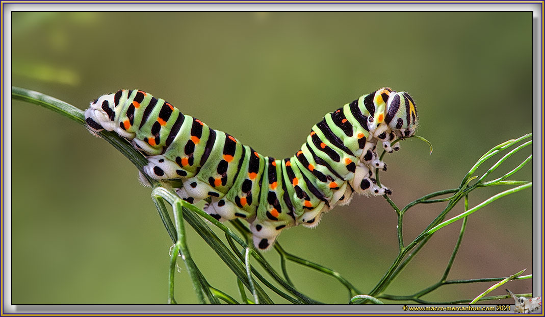 Chenille du Machaon